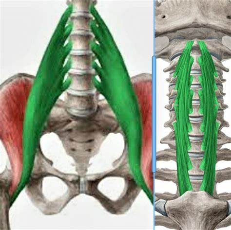 A diagram showcasing the keystone muscles - psoas and longus colli - of the thorax and lumbar spine.